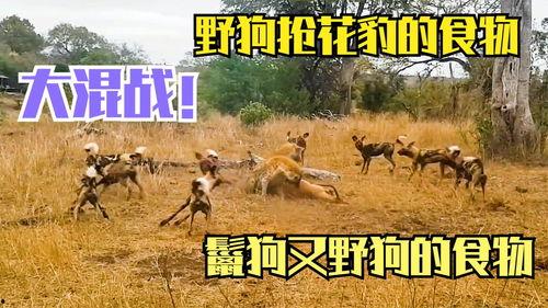 鬣狗在线观看韩剧,韩剧中的残酷职场对决