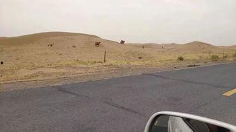 佛山高速爆料事件最新,揭秘背后真相与争议焦点