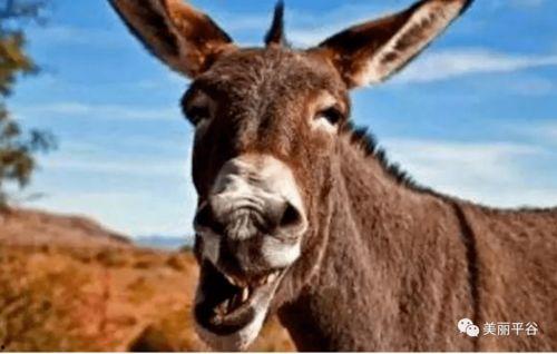 沈猛爆料老驴视频大全集,老驴视频大全集背后的惊人真相