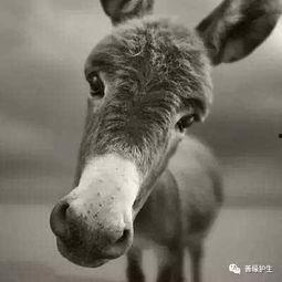 沈猛爆料老驴视频大全集,老驴视频大全集背后的惊人真相