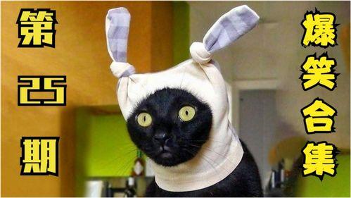 小猫有趣爆料视频大全下载,小猫趣味爆料视频大盘点