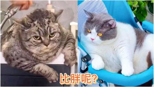 小猫有趣爆料视频大全下载,小猫趣味爆料视频大盘点