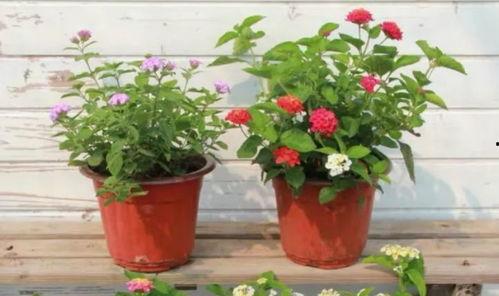 开封新闻大爆料视频最新,揭秘最新热点事件背后的真相