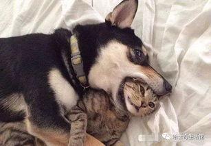 狗子直播爆料视频下载,独家爆料视频幕后故事