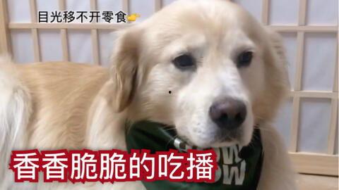 狗子直播爆料视频下载,独家爆料视频幕后故事