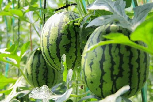 荷兰网红吃瓜视频大全免费观看,免费观看，笑料横生！