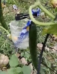 荷兰网红吃瓜视频大全免费观看,免费观看，笑料横生！