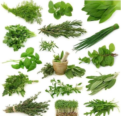 野菜生活爆料视频大全最新