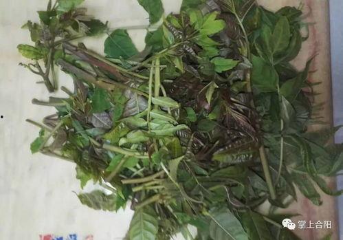 野菜生活爆料视频大全最新