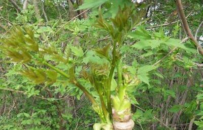 野菜生活爆料视频大全最新