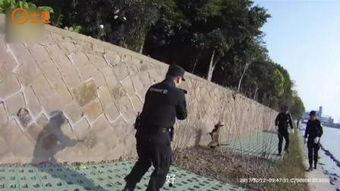 疯狗2008在线观看,狂野岁月，激情燃烧的青春岁月