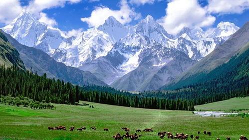 新疆旅游网红爆料视频大全