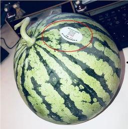 网红吃瓜很漂亮