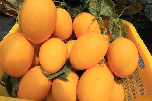 网红吃瓜很漂亮