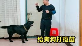 爆料救助流浪动物视频大全,揭秘救助流浪动物视频大全