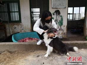 爆料救助流浪动物视频大全,揭秘救助流浪动物视频大全