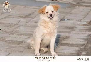 爆料救助流浪动物视频大全,揭秘救助流浪动物视频大全