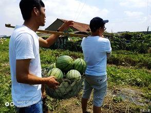 吃瓜论坛骄阳似火